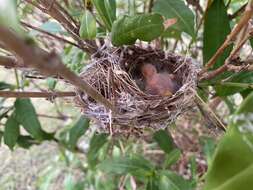 Image of Lesser Elaenia