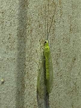 Image of Chrysopa nigricornis Burmeister 1839