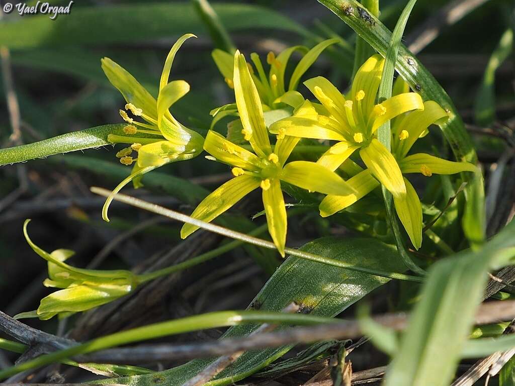 Gagea chlorantha (M. Bieb.) Schult. & Schult. fil.的圖片