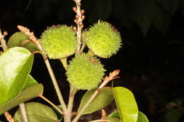 Image of Croton arboreus Millsp.