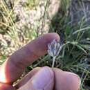 Imagem de Trifolium longipes subsp. atrorubens (Greene) J. M. Gillett