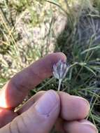 Image of longstalk clover