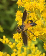 Image of Tachinid fly