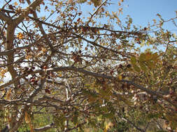 Image of Bursera copallifera (Sesse & Moc. ex DC.) Bullock