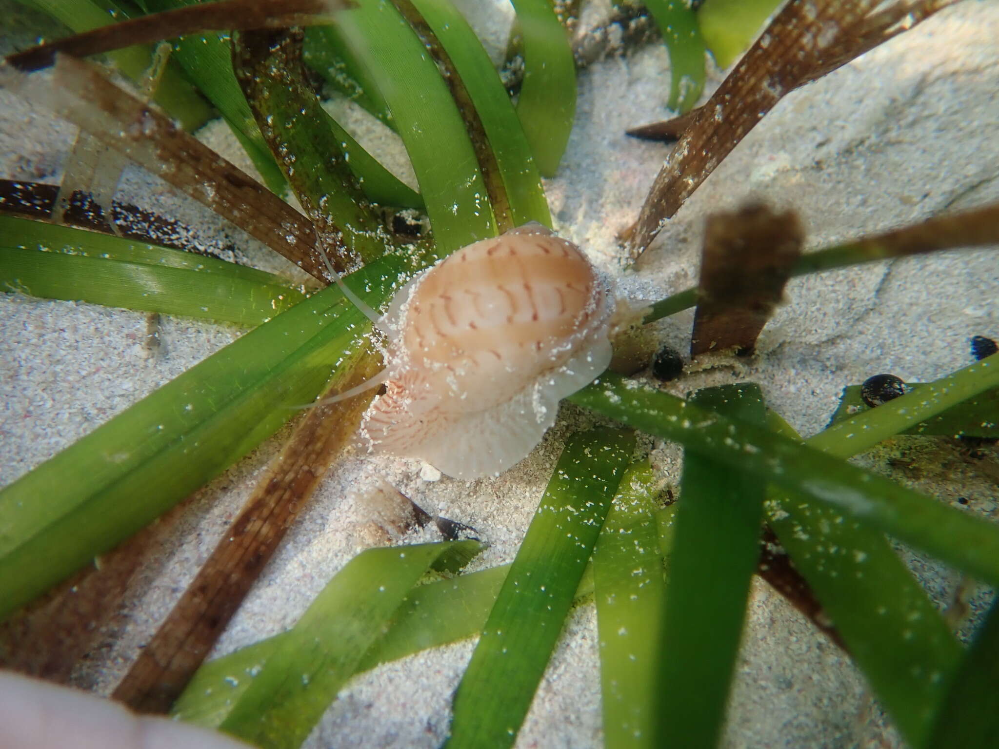 Image of colorful Atlantic moonsnail