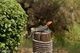 Image of Agama lionotus dodomae Loveridge 1923