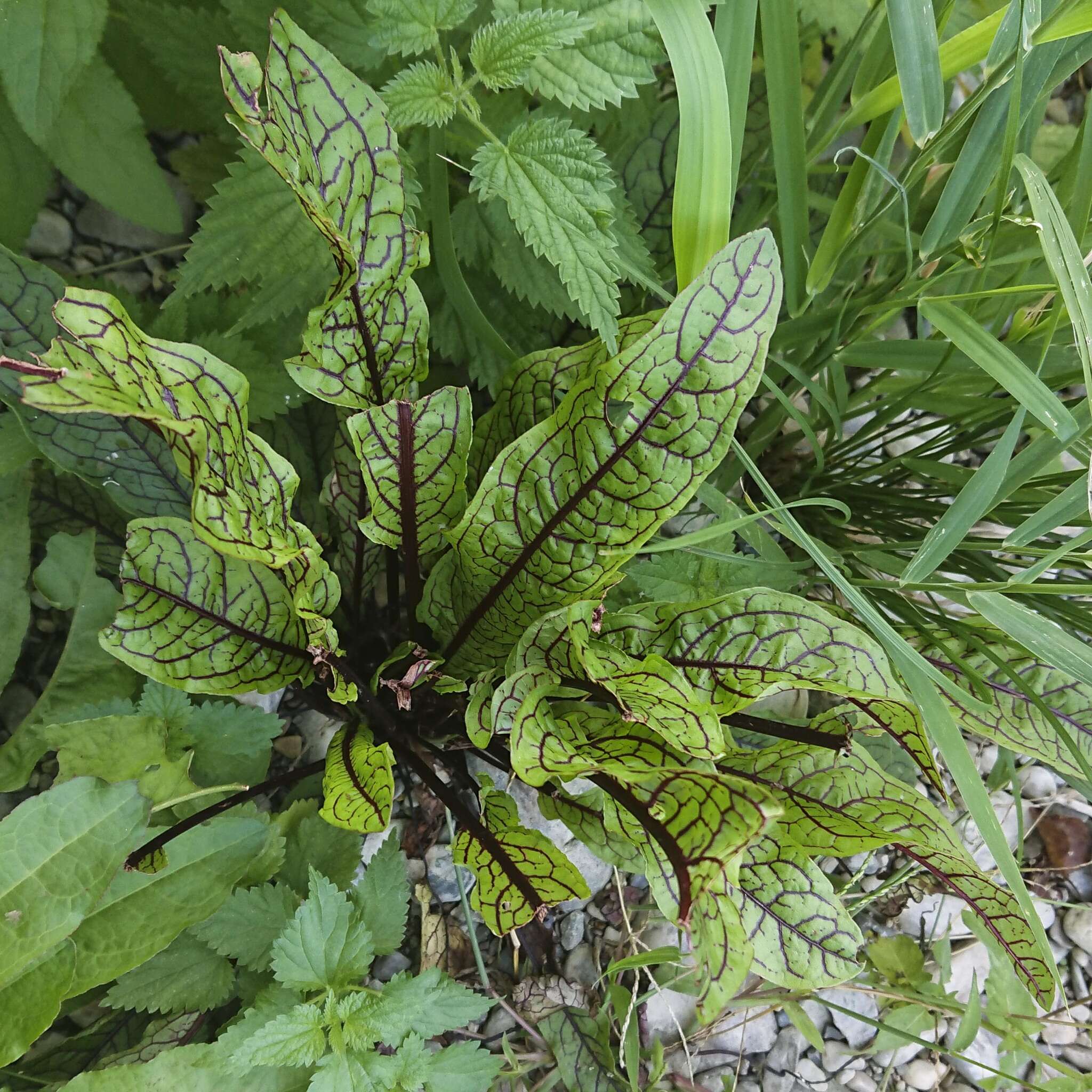 Image of <i>Rumex <i>sanguineus</i></i> var. sanguineus