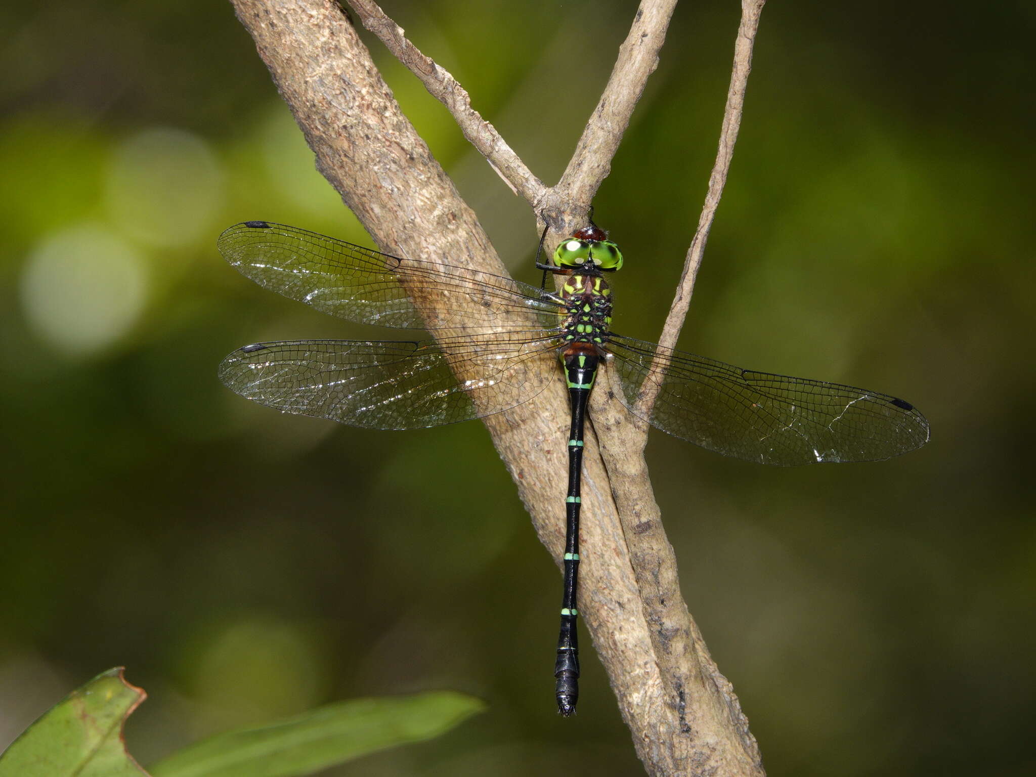 Image of Green-striped Darner