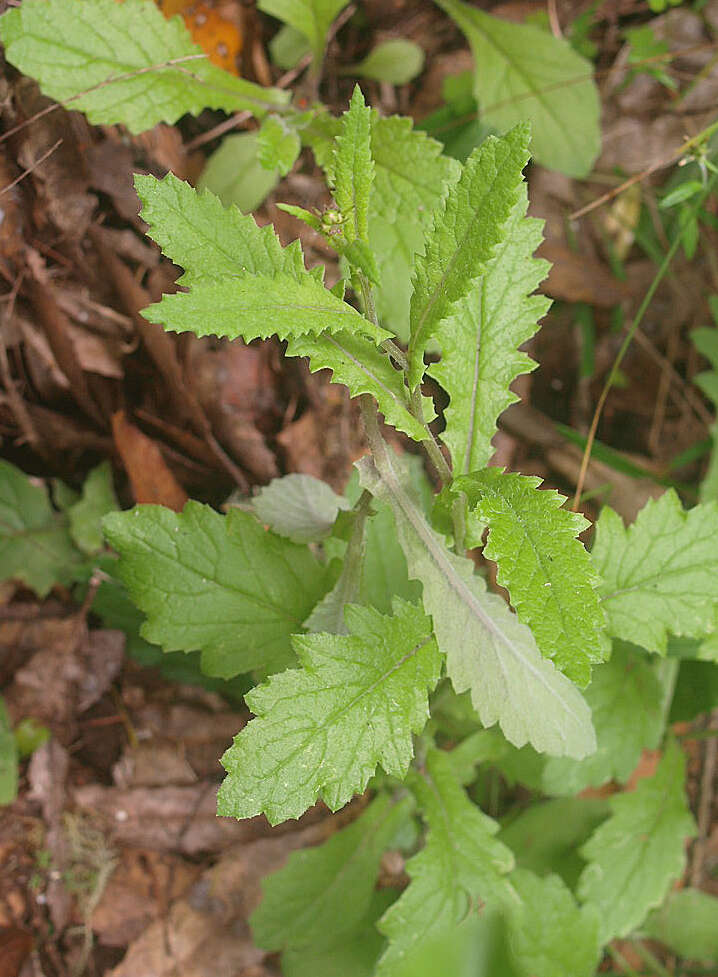 Imagem de Senecio solandri var. rufiglandulosus (Col.) Allan