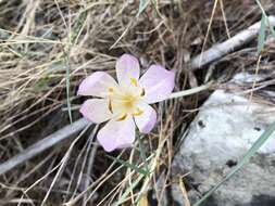 Image of Colchicum haynaldii Heuff.