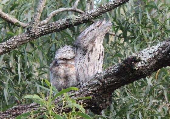 Image of Tawny Frogmouth