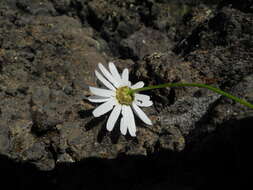 Image of Argyranthemum gracile Sch. Bip.