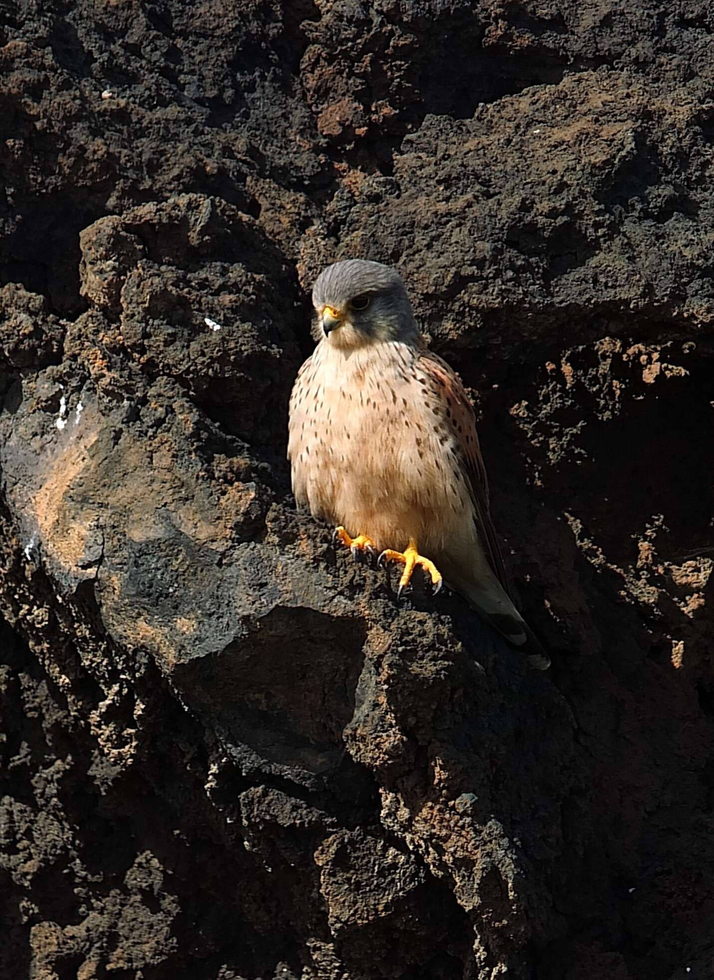 Falco tinnunculus dacotiae Hartert 1913 resmi