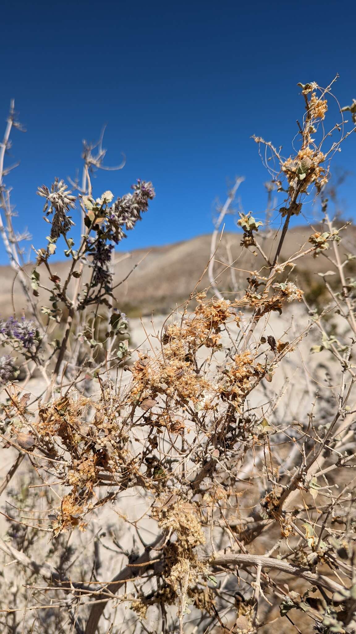 Sivun Cuscuta californica var. papillosa Yunck. kuva