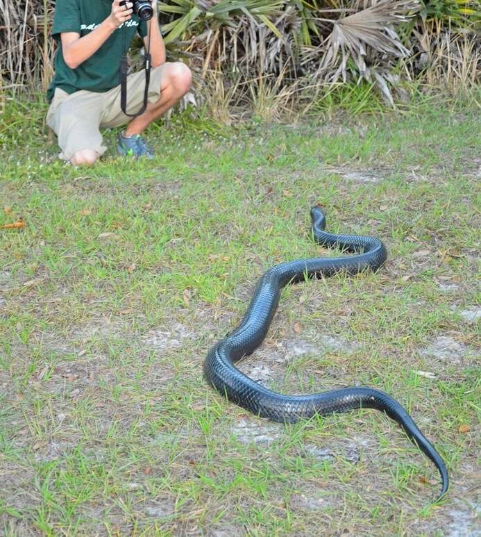 Image of Eastern Indigo Snake