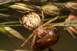 Image of Salsa fuliginata (L. Koch 1872)