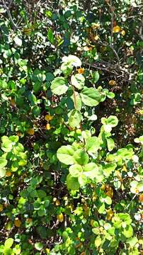 Image of island gooseberry