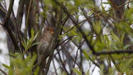 Image of Thrush Nightingale