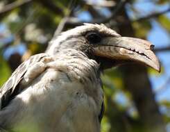 صورة Lophoceros pallidirostris (Hartlaub & Finsch 1870)