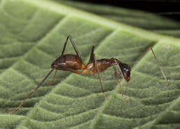 Imagem de Camponotus ager (Smith 1858)