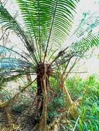 Image of Cycad