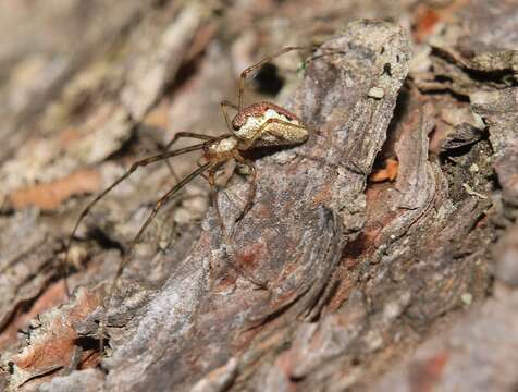 Image de Tetragnatha obtusa C. L. Koch 1837