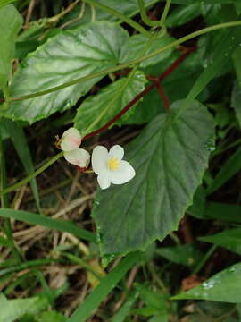 Image of Puerto Rico Begonia