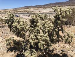 Image of Cylindropuntia alcahes (F. A. C. Weber) F. M. Knuth