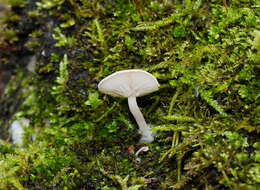 Слика од Clitocybe semiocculta Cleland 1927