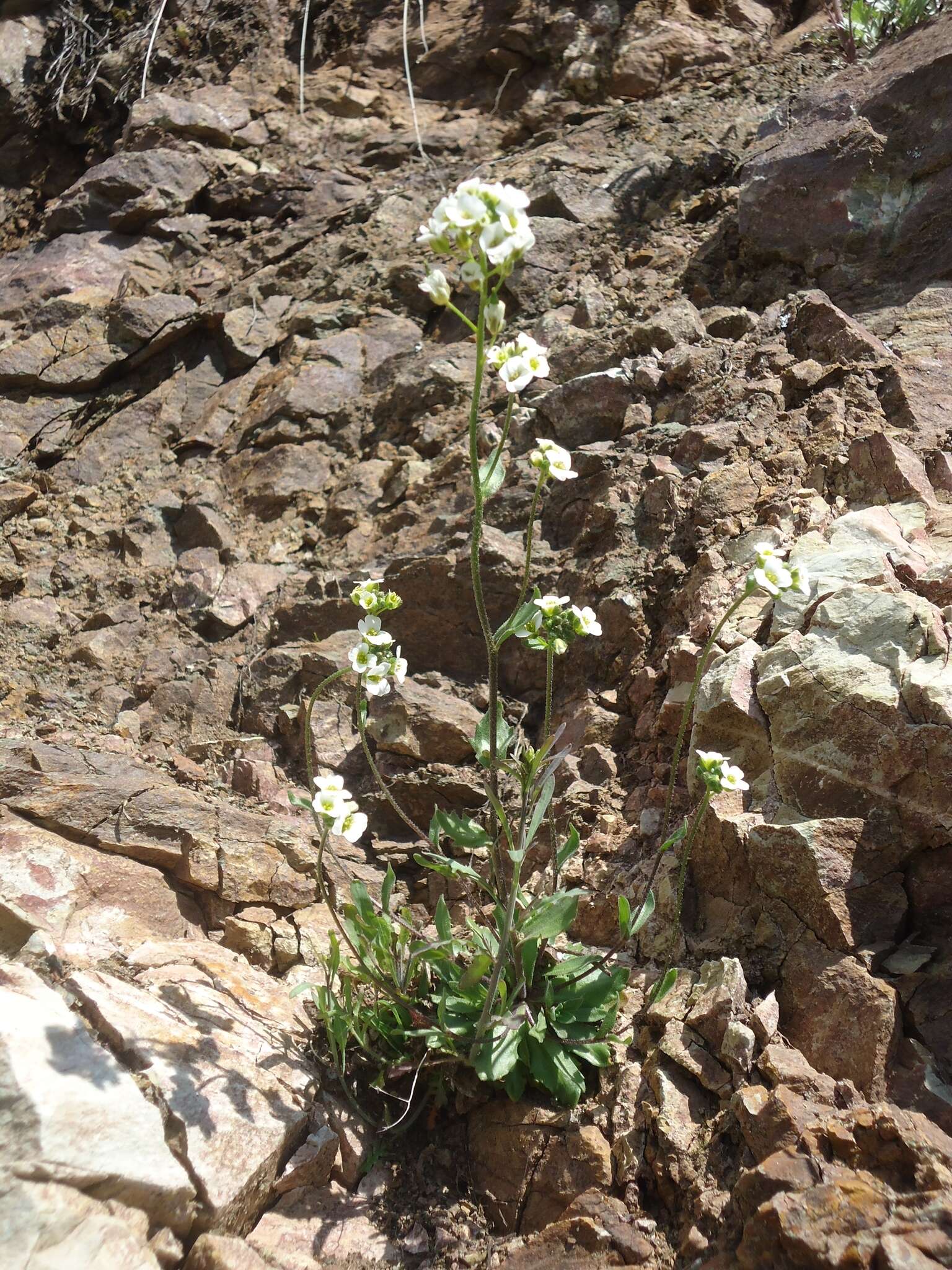 Image of boreal draba