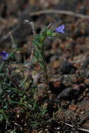 Echium bonnetii Coincy的圖片