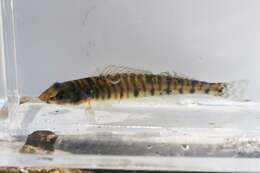 Image of Logperch