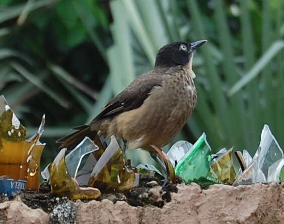 Image of Blackcap Babbler