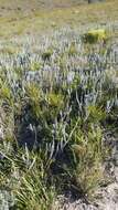 Plancia ëd Senecio pauciflosculosus C. Jeffrey