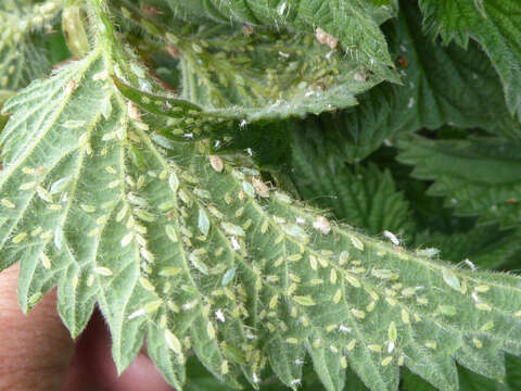 Image of Aphid