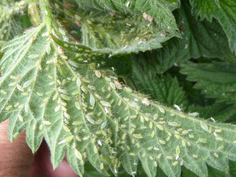 Image of Aphid