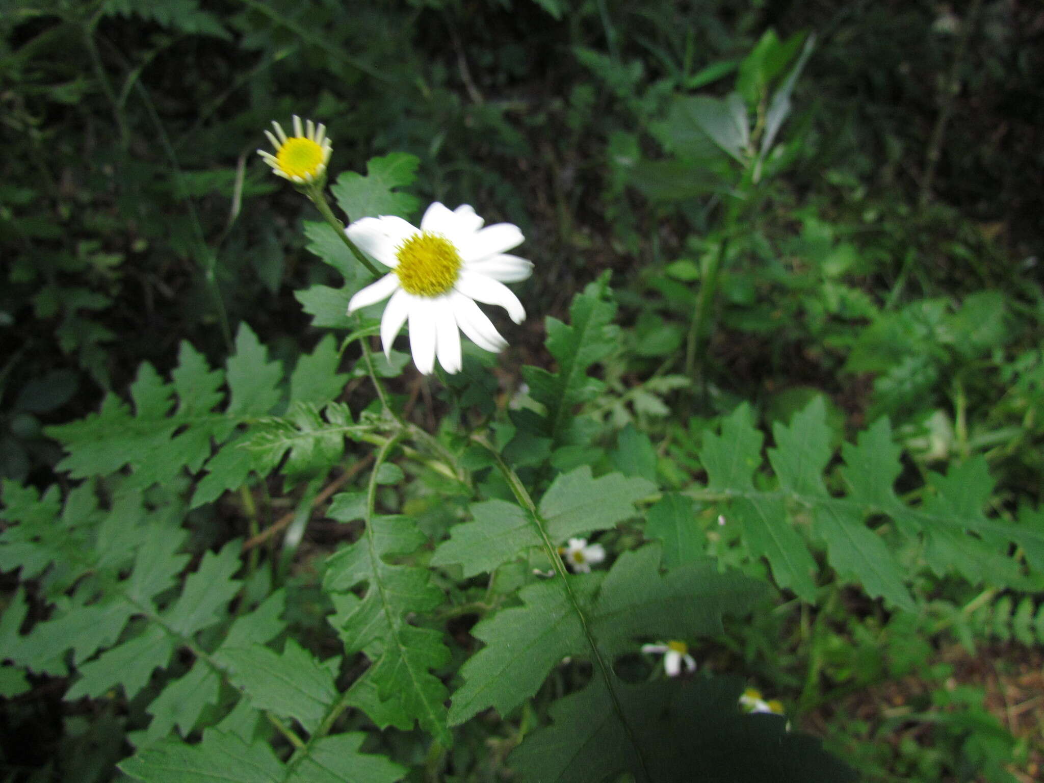 Sivun Senecio heteroschizus Baker kuva