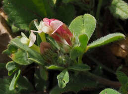 Plancia ëd Trifolium pauciflorum d'Urv.