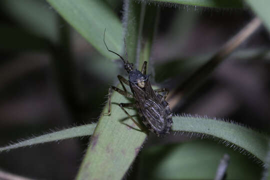 Image of Lisarda spinosa Hsiao 1974