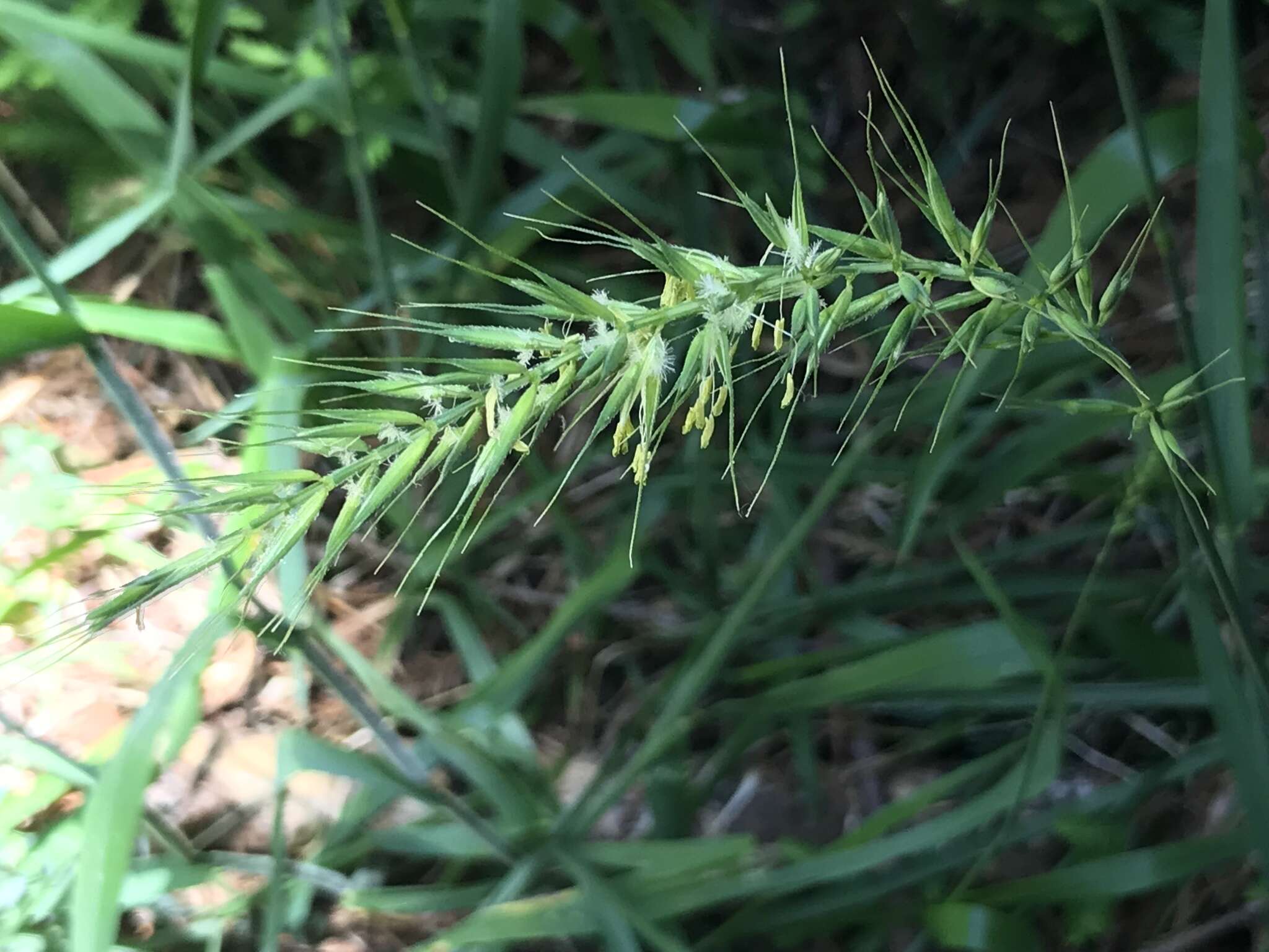 Elymus californicus (Bol. ex Thurb.) Gould的圖片