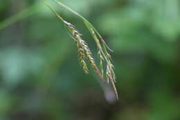 صورة Carex sylvatica subsp. sylvatica