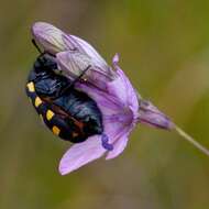 Image of <i>Ceroctis capensis</i>