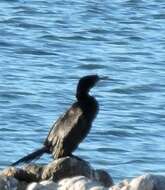 Image of Crowned Cormorant