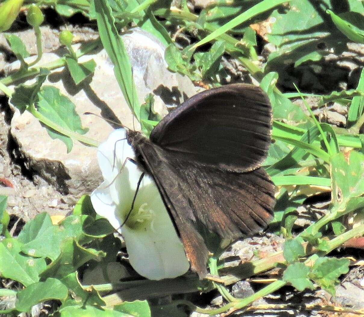 Imagem de Satyrus actaea Esper 1780