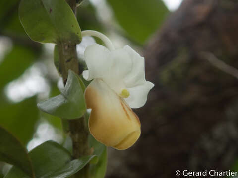 Imagem de Dendrobium ellipsophyllum Tang & F. T. Wang