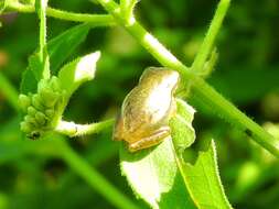 Image of Dwarf Mexican Treefrog