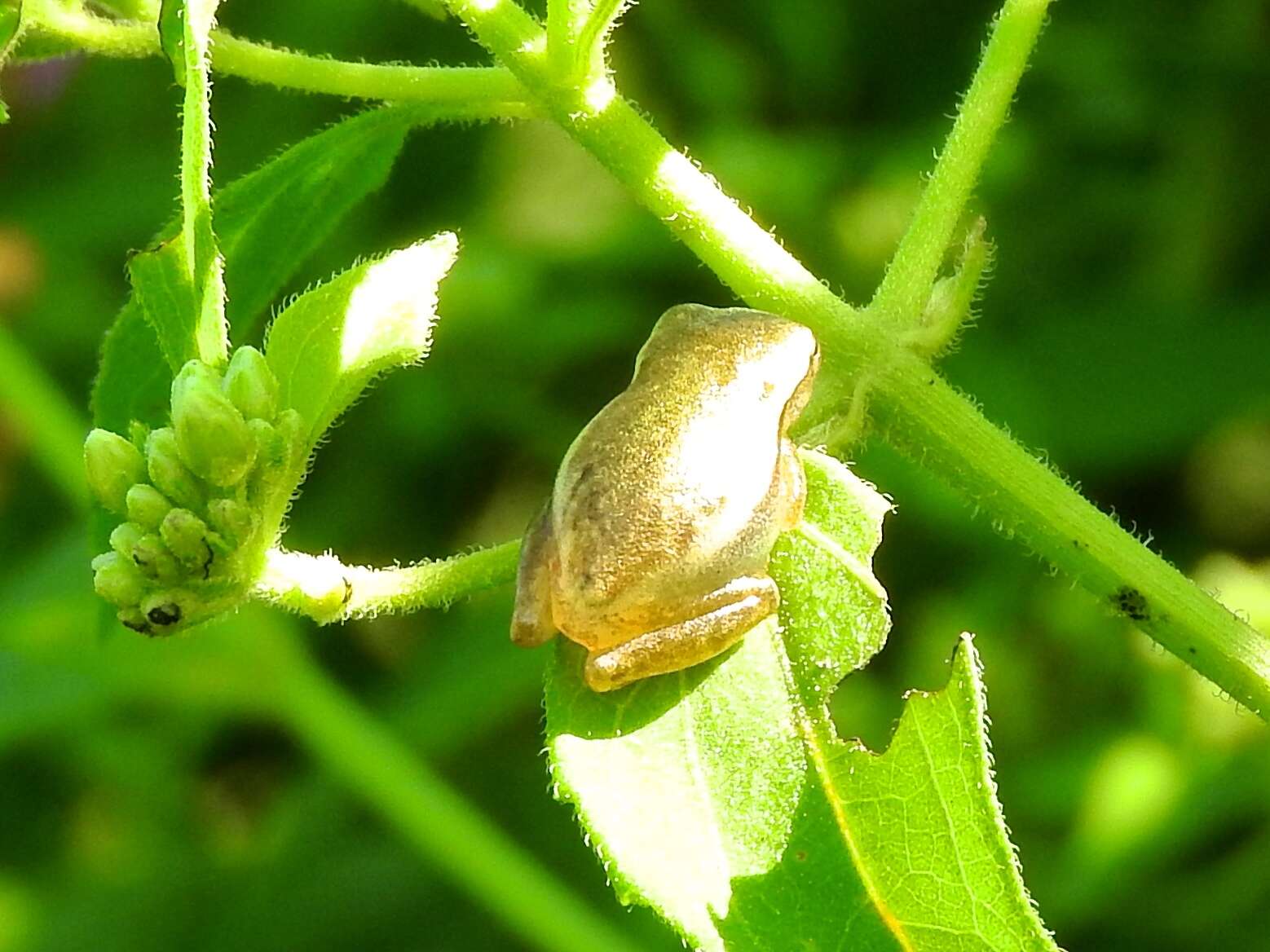 Sivun Tlalocohyla smithii (Boulenger 1902) kuva