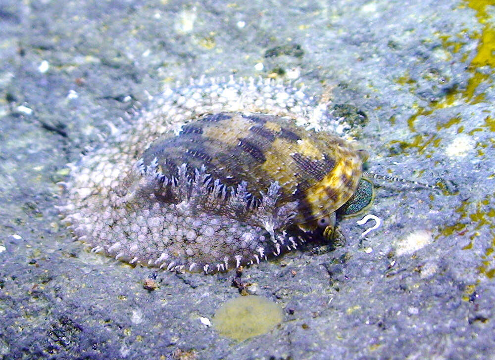 Image of Stomatella planulata Lamarck 1816