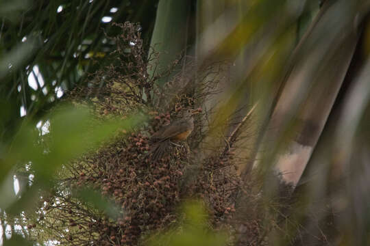 Image of Rufous-bellied Thrush