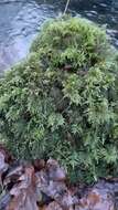 Image of thamnobryum moss
